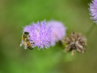 A bee is collecting pollen on flowers at Yunmenshan Forest Park in Qingzhou, China, on May 20, 2024. (