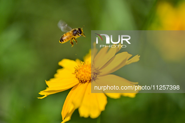 A bee is collecting pollen on flowers at Yunmenshan Forest Park in Qingzhou, China, on May 20, 2024. 