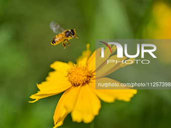 A bee is collecting pollen on flowers at Yunmenshan Forest Park in Qingzhou, China, on May 20, 2024. (