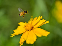 A bee is collecting pollen on flowers at Yunmenshan Forest Park in Qingzhou, China, on May 20, 2024. (