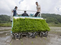 A farmer is driving a transplanter to plant seedlings in Congjiang County, Southwest China's Guizhou province, on May 20, 2024. (