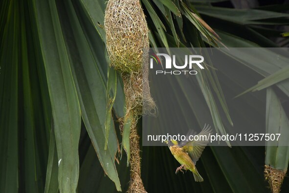 A Baya weaver is catching prey in Nagaon District of Assam, India, on May 20, 2024. 