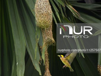 A Baya weaver is catching prey in Nagaon District of Assam, India, on May 20, 2024. (