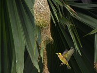 A Baya weaver is catching prey in Nagaon District of Assam, India, on May 20, 2024. (