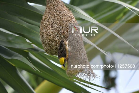 A Baya weaver is building a nest in a tree in Nagaon District of Assam, India, on May 20, 2024. 