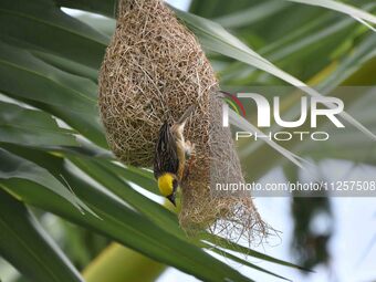 A Baya weaver is building a nest in a tree in Nagaon District of Assam, India, on May 20, 2024. (