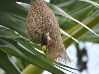 A Baya weaver is building a nest in a tree in Nagaon District of Assam, India, on May 20, 2024. (