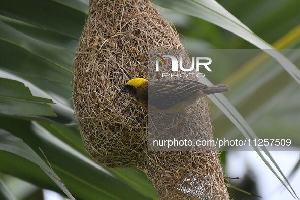 A Baya weaver is building a nest in a tree in Nagaon District of Assam, India, on May 20, 2024. 