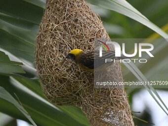 A Baya weaver is building a nest in a tree in Nagaon District of Assam, India, on May 20, 2024. (