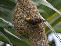 A Baya weaver is building a nest in a tree in Nagaon District of Assam, India, on May 20, 2024. (