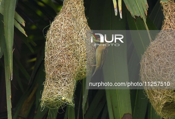 A Baya weaver is catching prey in Nagaon District of Assam, India, on May 20, 2024. 