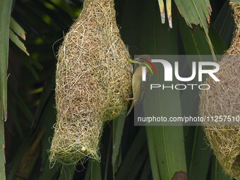 A Baya weaver is catching prey in Nagaon District of Assam, India, on May 20, 2024. (