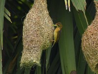 A Baya weaver is catching prey in Nagaon District of Assam, India, on May 20, 2024. (