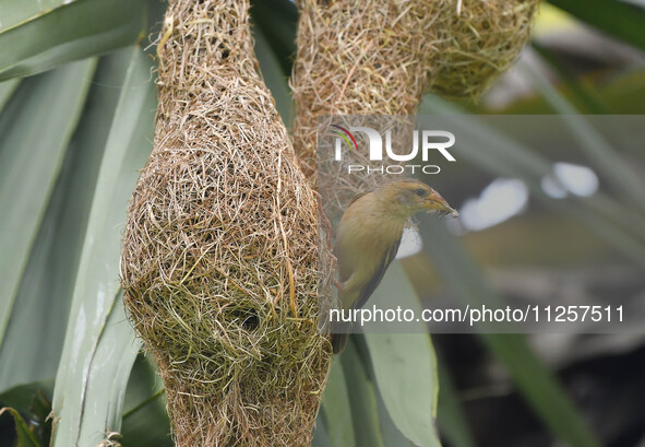 A Baya weaver is catching prey in Nagaon District of Assam, India, on May 20, 2024. 