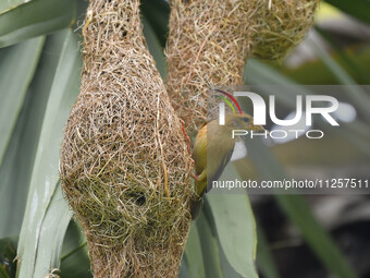 A Baya weaver is catching prey in Nagaon District of Assam, India, on May 20, 2024. (