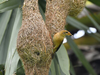 A Baya weaver is catching prey in Nagaon District of Assam, India, on May 20, 2024. (