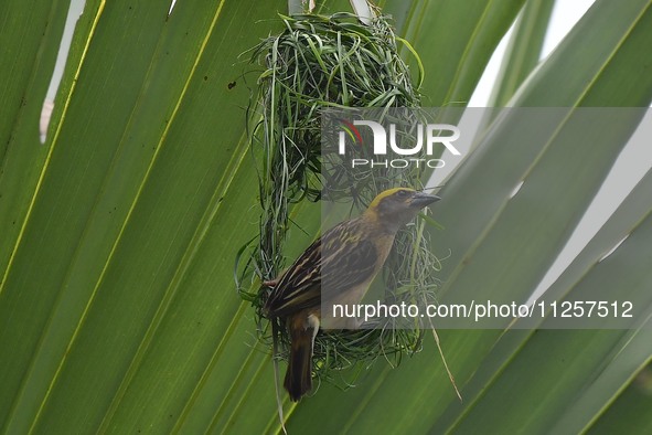 A Baya weaver is building a nest in a tree in Nagaon District of Assam, India, on May 20, 2024. 