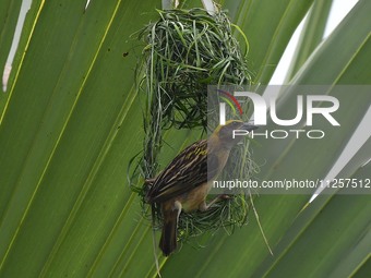 A Baya weaver is building a nest in a tree in Nagaon District of Assam, India, on May 20, 2024. (