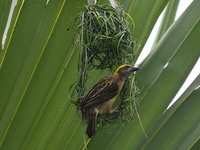 A Baya weaver is building a nest in a tree in Nagaon District of Assam, India, on May 20, 2024. (