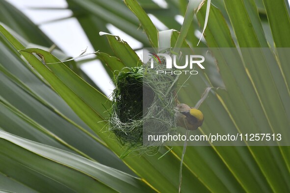 A Baya weaver is building a nest in a tree in Nagaon District of Assam, India, on May 20, 2024. 