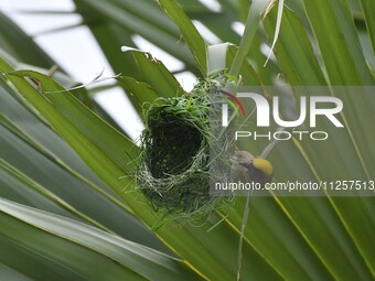 A Baya weaver is building a nest in a tree in Nagaon District of Assam, India, on May 20, 2024. (