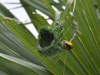 A Baya weaver is building a nest in a tree in Nagaon District of Assam, India, on May 20, 2024. (