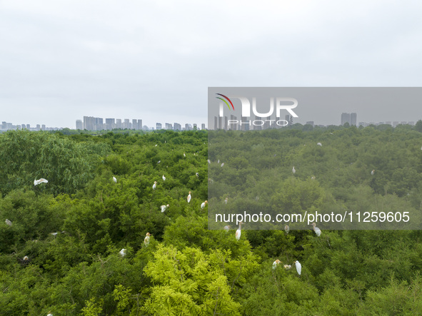 Egrets are nesting and feeding their chicks in the metasequoia forest at Xishuanghu Wetland Park in Donghai County, Lianyungang city, East C...