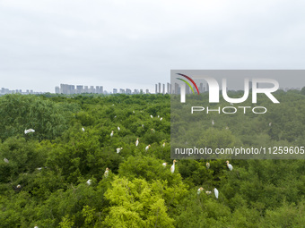 Egrets are nesting and feeding their chicks in the metasequoia forest at Xishuanghu Wetland Park in Donghai County, Lianyungang city, East C...