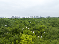 Egrets are nesting and feeding their chicks in the metasequoia forest at Xishuanghu Wetland Park in Donghai County, Lianyungang city, East C...