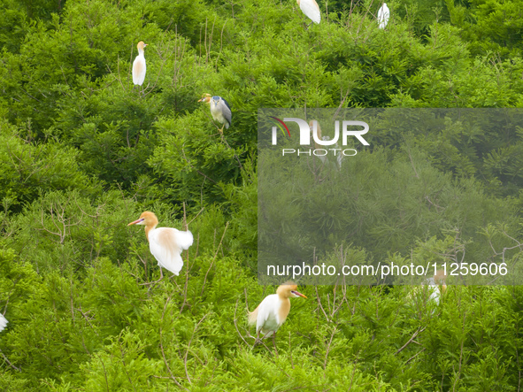 Egrets are nesting and feeding their chicks in the metasequoia forest at Xishuanghu Wetland Park in Donghai County, Lianyungang city, East C...