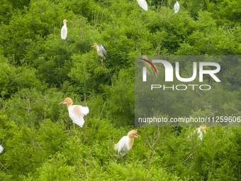 Egrets are nesting and feeding their chicks in the metasequoia forest at Xishuanghu Wetland Park in Donghai County, Lianyungang city, East C...