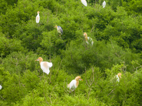 Egrets are nesting and feeding their chicks in the metasequoia forest at Xishuanghu Wetland Park in Donghai County, Lianyungang city, East C...