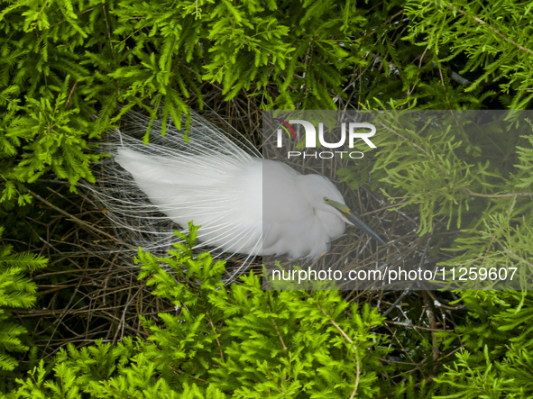 Egrets are nesting and feeding their chicks in the metasequoia forest at Xishuanghu Wetland Park in Donghai County, Lianyungang city, East C...