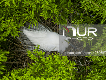 Egrets are nesting and feeding their chicks in the metasequoia forest at Xishuanghu Wetland Park in Donghai County, Lianyungang city, East C...