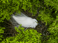 Egrets are nesting and feeding their chicks in the metasequoia forest at Xishuanghu Wetland Park in Donghai County, Lianyungang city, East C...