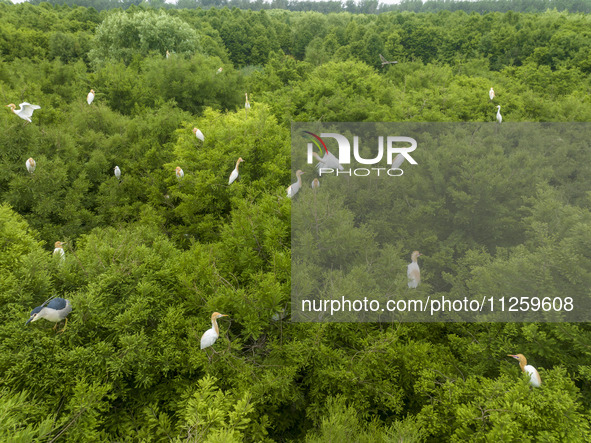 Egrets are nesting and feeding their chicks in the metasequoia forest at Xishuanghu Wetland Park in Donghai County, Lianyungang city, East C...