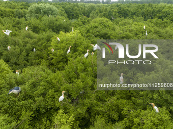 Egrets are nesting and feeding their chicks in the metasequoia forest at Xishuanghu Wetland Park in Donghai County, Lianyungang city, East C...