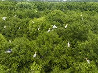 Egrets are nesting and feeding their chicks in the metasequoia forest at Xishuanghu Wetland Park in Donghai County, Lianyungang city, East C...