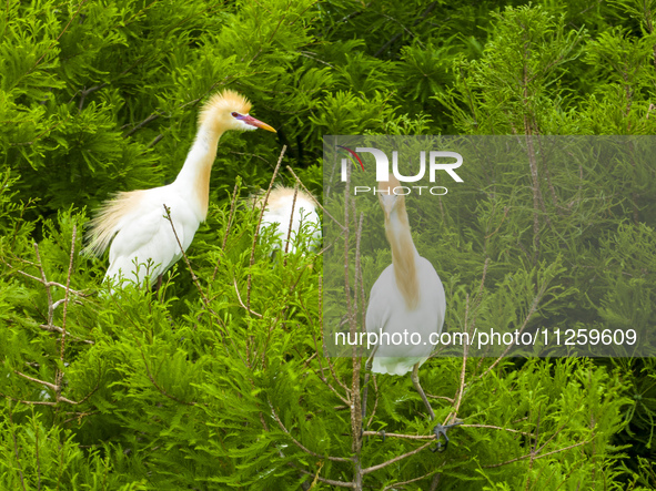 Egrets are nesting and feeding their chicks in the metasequoia forest at Xishuanghu Wetland Park in Donghai County, Lianyungang city, East C...