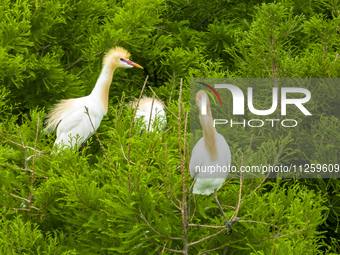 Egrets are nesting and feeding their chicks in the metasequoia forest at Xishuanghu Wetland Park in Donghai County, Lianyungang city, East C...