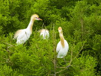 Egrets are nesting and feeding their chicks in the metasequoia forest at Xishuanghu Wetland Park in Donghai County, Lianyungang city, East C...