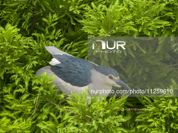 Egrets are nesting and feeding their chicks in the metasequoia forest at Xishuanghu Wetland Park in Donghai County, Lianyungang city, East C...