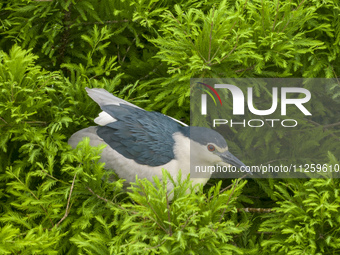 Egrets are nesting and feeding their chicks in the metasequoia forest at Xishuanghu Wetland Park in Donghai County, Lianyungang city, East C...