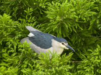 Egrets are nesting and feeding their chicks in the metasequoia forest at Xishuanghu Wetland Park in Donghai County, Lianyungang city, East C...