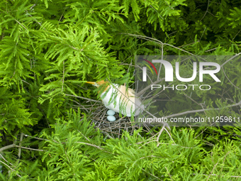 Egrets are nesting and feeding their chicks in the metasequoia forest at Xishuanghu Wetland Park in Donghai County, Lianyungang city, East C...