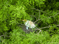 Egrets are nesting and feeding their chicks in the metasequoia forest at Xishuanghu Wetland Park in Donghai County, Lianyungang city, East C...