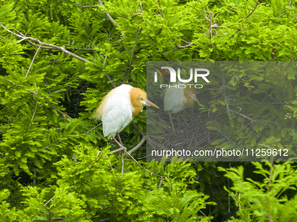 Egrets are nesting and feeding their chicks in the metasequoia forest at Xishuanghu Wetland Park in Donghai County, Lianyungang city, East C...