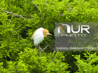 Egrets are nesting and feeding their chicks in the metasequoia forest at Xishuanghu Wetland Park in Donghai County, Lianyungang city, East C...