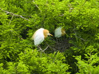 Egrets are nesting and feeding their chicks in the metasequoia forest at Xishuanghu Wetland Park in Donghai County, Lianyungang city, East C...