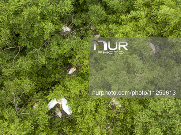 Egrets are nesting and feeding their chicks in the metasequoia forest at Xishuanghu Wetland Park in Donghai County, Lianyungang city, East C...